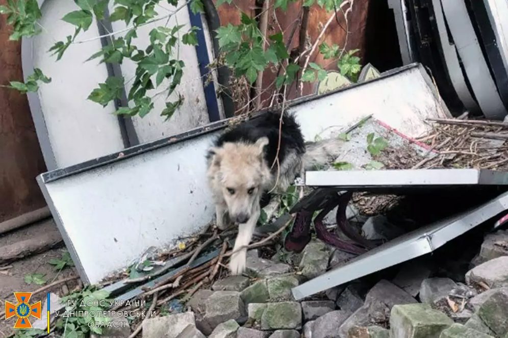 Врятували життя: у Дніпрі працівники ДСНС дістали собаку з пастки (Фото) - рис. 3