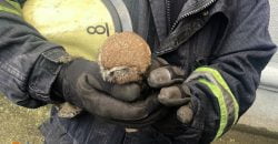 Спасатели Днепропетровщины достали совенка из вентиляционной шахты - рис. 22