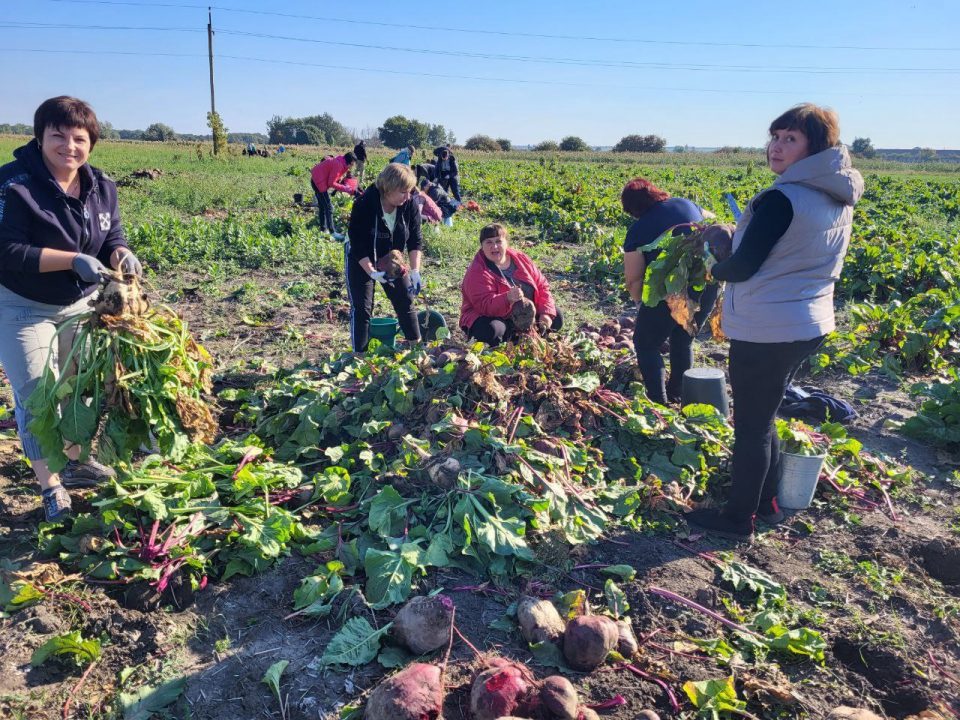 На Дніпропетровщині в одному із “Садів Перемоги” зібрали 23 тони картоплі та буряків (Фото) - рис. 1