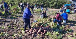 На Дніпропетровщині в одному із “Садів Перемоги” зібрали 23 тони картоплі та буряків (Фото) - рис. 4