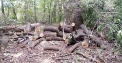 На Дніпропетровщині поліцейські затримали громадян, які незаконно вирубували дерева (Фото) - рис. 7