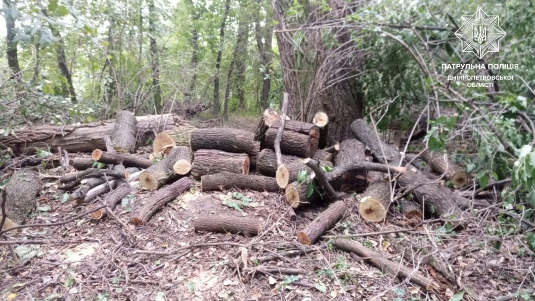 На Дніпропетровщині поліцейські затримали громадян, які незаконно вирубували дерева (Фото) - рис. 2