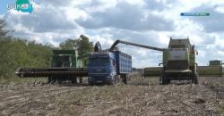 На полях одного из ведущих украинских агрохолдингов KSG Agro собирают урожай подсолнухов - рис. 7