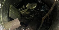 Грустные глазки умоляли о помощи: в Днепре освободили собаку из канализационного колодца - рис. 8