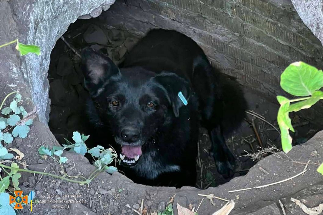Врятували тварині життя: у Дніпрі собака впала у глибоку яму (Фото) - рис. 4