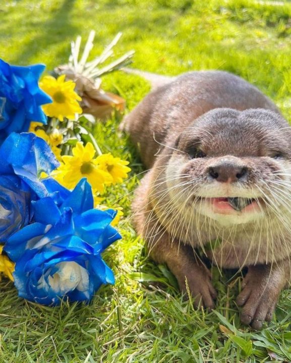 Балійські видри збирають донати на допомогу Україні (Фото) - рис. 1