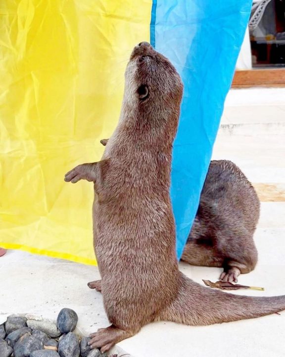 Балійські видри збирають донати на допомогу Україні (Фото) - рис. 3