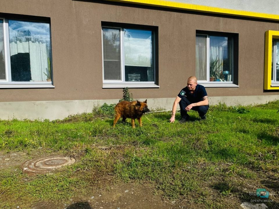 Втратив свою сім'ю, але залишився живим: як почувається пес Крим з Дніпра (Фото)