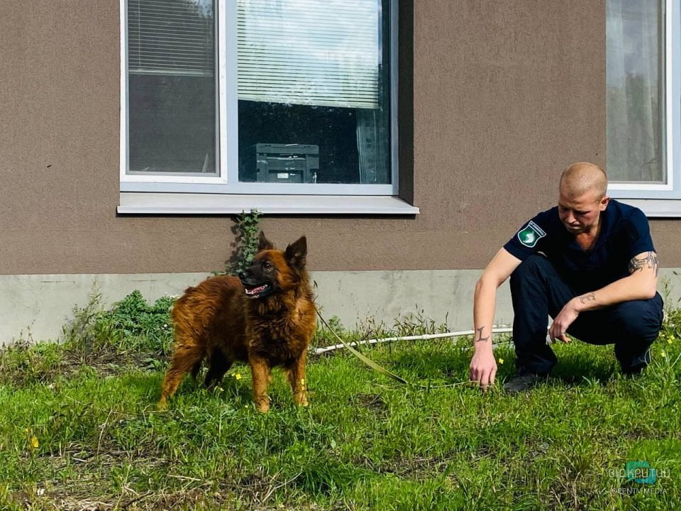 Втратив свою сім'ю, але залишився живим: як почувається пес Крим з Дніпра (Фото)