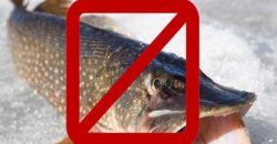 На Днепропетровщине запретили вылов рыбы на зимовальных ямах - рис. 2