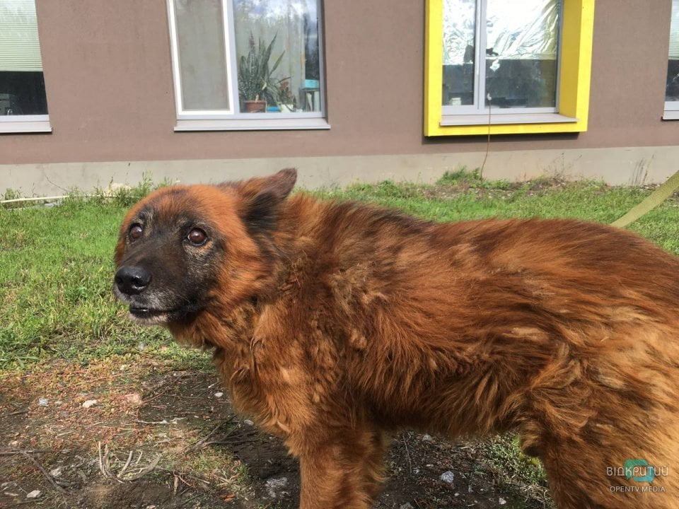 Втратив свою сім'ю, але залишився живим: як почувається пес Крим з Дніпра (Фото)