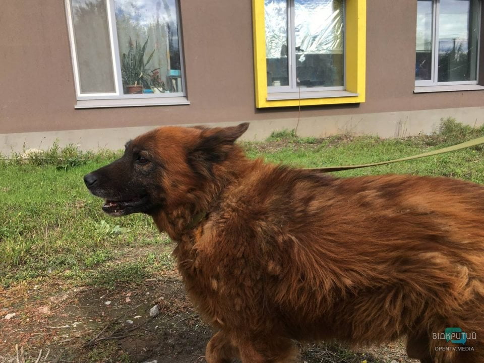 Втратив свою сім'ю, але залишився живим: як почувається пес Крим з Дніпра (Фото)