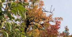 Хмарно з проясненнями: якою буде погода у Дніпрі 3 жовтня - рис. 11