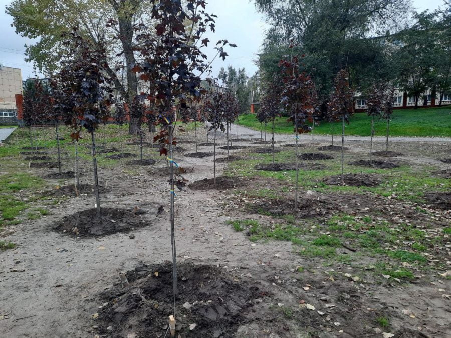 У Новомосковську висадили алею на честь героїв, які загинули за свободу України - рис. 3