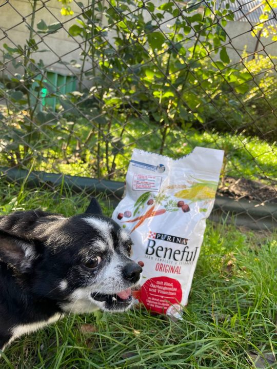 Термобілизна, продукти, медикаменти, корми для тварин: допомога волонтерів Дніпра за минулий тиждень (Фото) - рис. 15