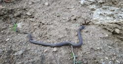 На Днепропетровщине жители обнаружили редкую змею - рис. 4