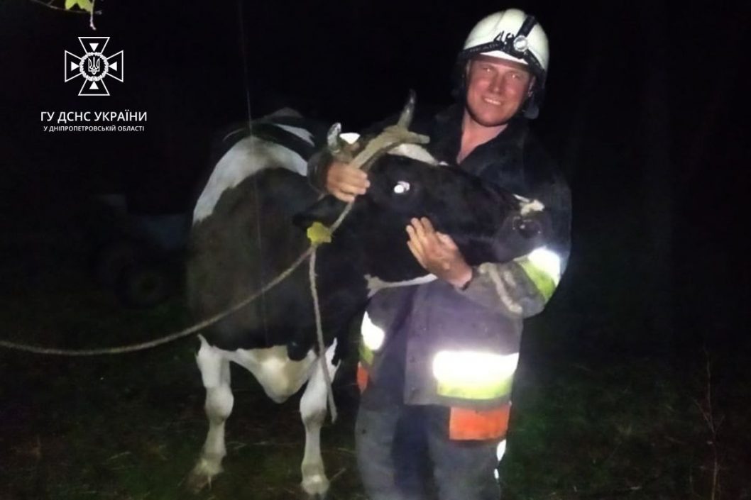В Днепропетровской области спасатели достали корову из подвала (Фото) - рис. 1