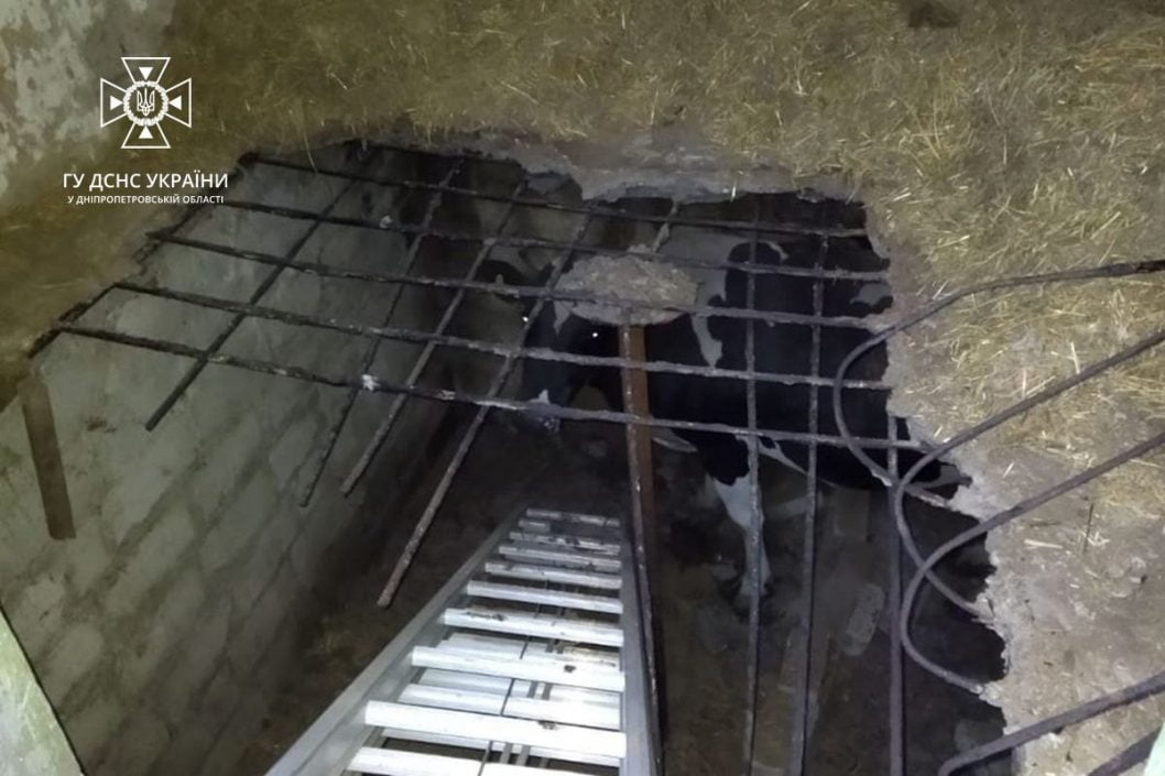 На Дніпропетровщині рятувальники дістали корову з підвалу - рис. 3