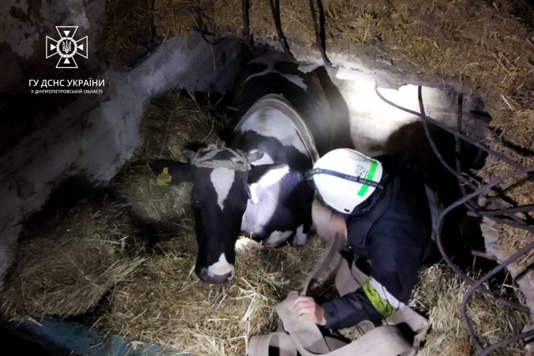 На Дніпропетровщині рятувальники дістали корову з підвалу - рис. 4