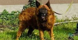 Потерял свою семью, но остался жив: как чувствует себя пес Крым из Днепра (Фото) - рис. 3