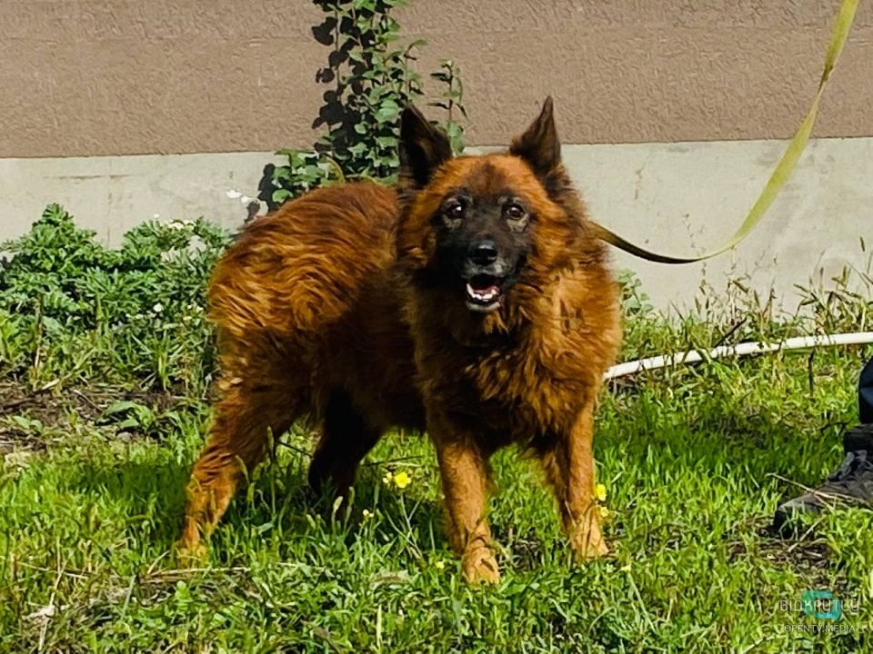 Втратив свою сім'ю, але залишився живим: як почувається пес Крим з Дніпра (Фото)