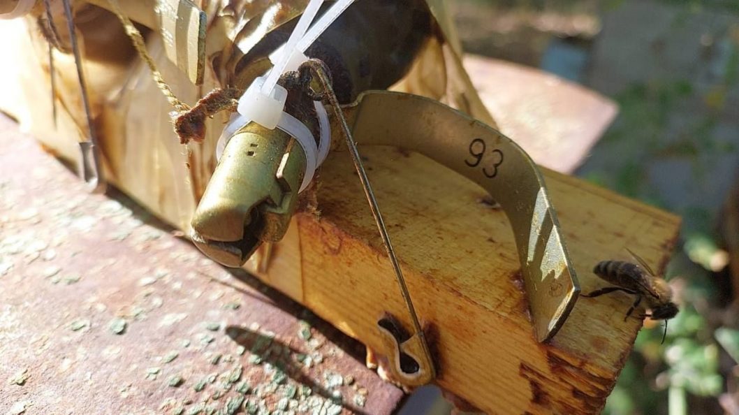 Пчелы-саперы: на Киевщине насекомые спасли военных от смертельной ловушки оккупантов - рис. 2