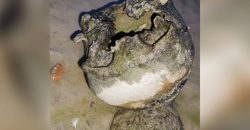 На берегу Самары днепряне обнаружили человеческий череп - рис. 2