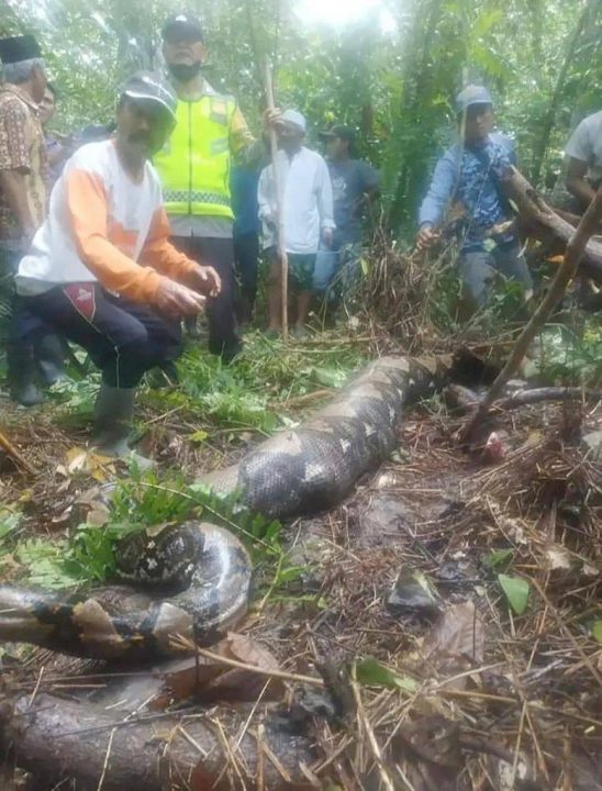 Ушла на работу и не вернулась: в Индонезии питон проглотил женщину - рис. 1