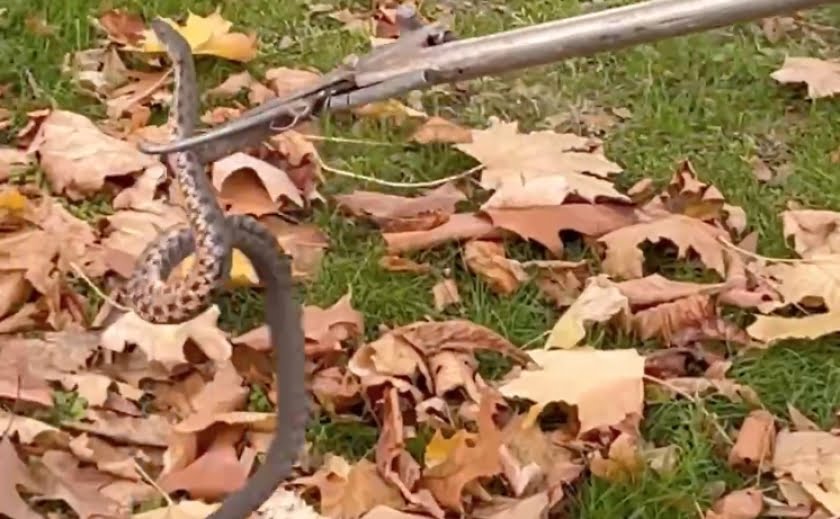 В Днепре на Сичеславской Набережной змея бросалась на прохожих - рис. 1