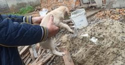 В Никополе военный спас щенка, упавшего в глубокую яму - рис. 13
