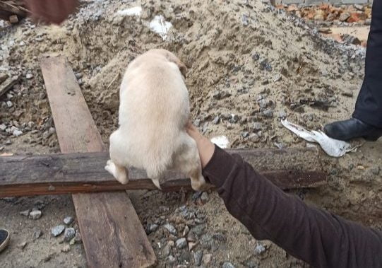 В Никополе военный спас щенка, упавшего в глубокую яму - рис. 2