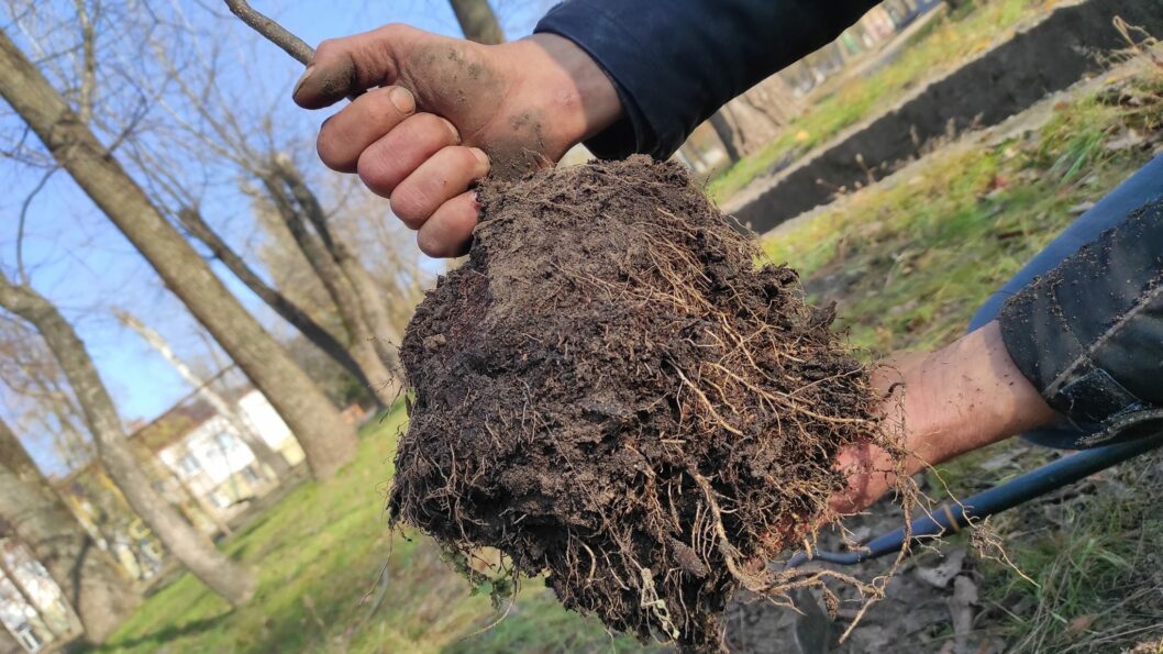 В Днепре в Приднепровском парке высадили десятки деревьев - рис. 6