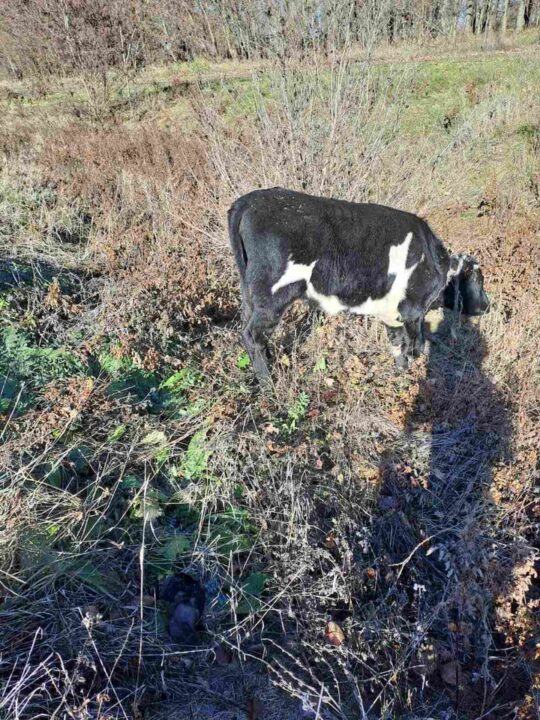 У селі на Дніпропетровщині фермер знущається з власного поголів’я корів - рис. 1