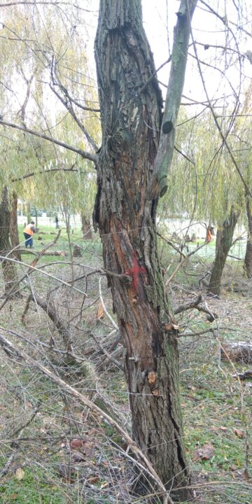 У дніпровському парку Глоби вирубали десятки дерев: подробиці - рис. 2