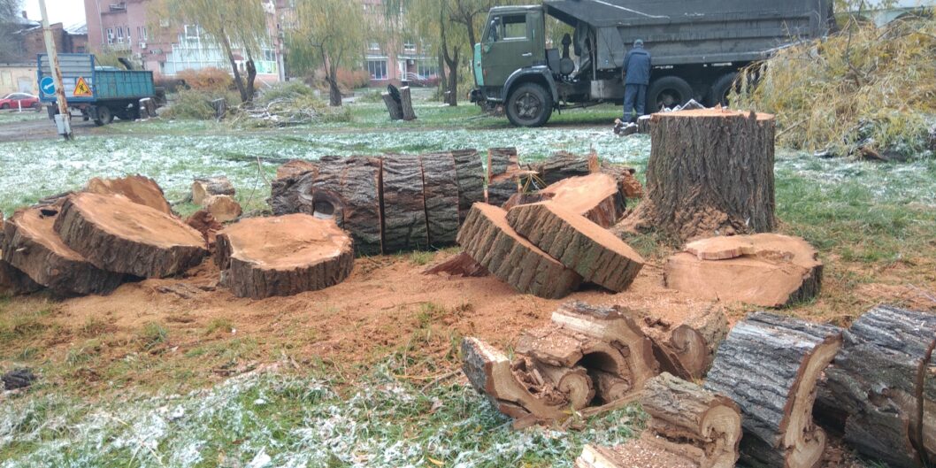 У дніпровському парку Глоби вирубали десятки дерев: подробиці - рис. 3