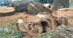 В днепровском парке Глобы вырубили десятки деревьев: подробности - рис. 3