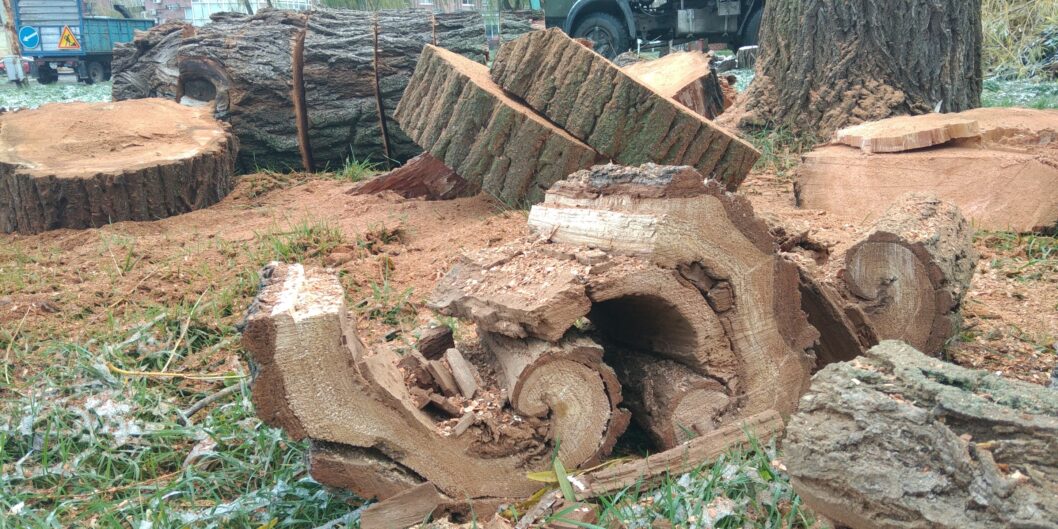 В днепровском парке Глобы вырубили десятки деревьев: подробности - рис. 1