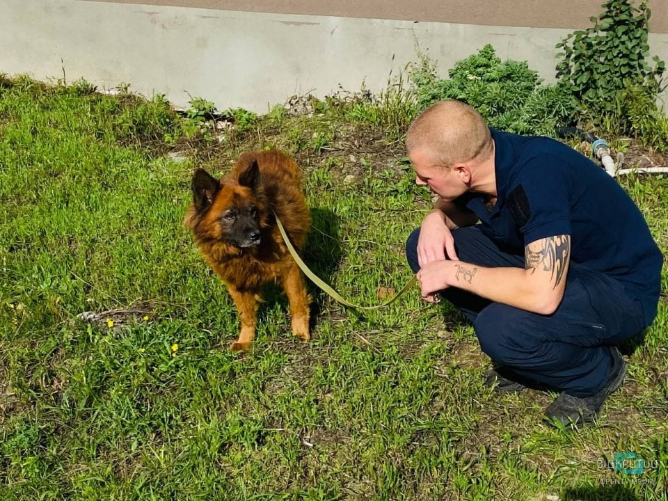 Умер пес Крым, переживший ракетный удар по Днепру - рис. 2