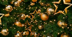 Где в Днепре в этом году можно будет приобрести новогоднюю елку: адреса - рис. 4