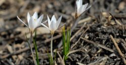 Колекція рослин Криворізького ботанічного саду стала національним надбанням України - рис. 19