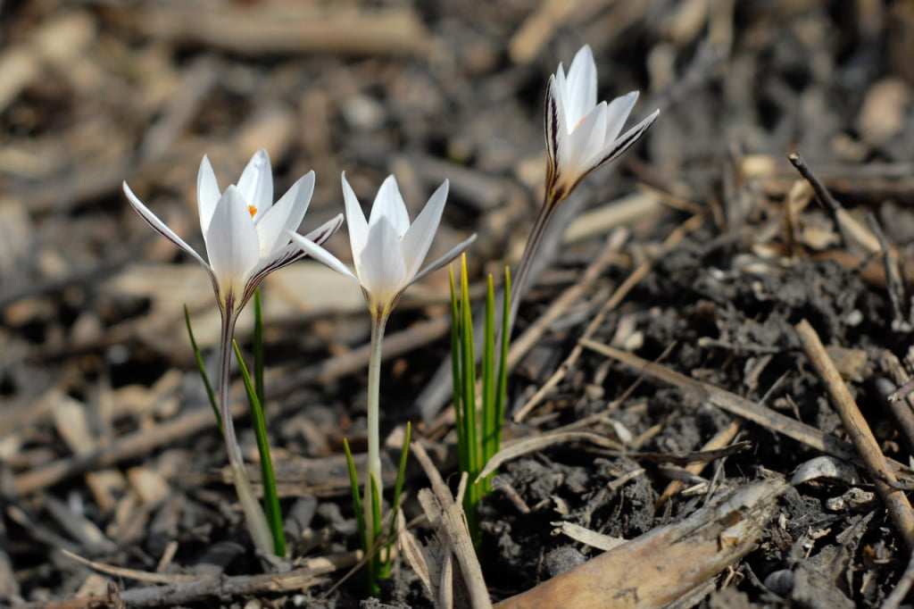 Коллекция растений Криворожского ботанического сада стала национальным достоянием Украины - рис. 1