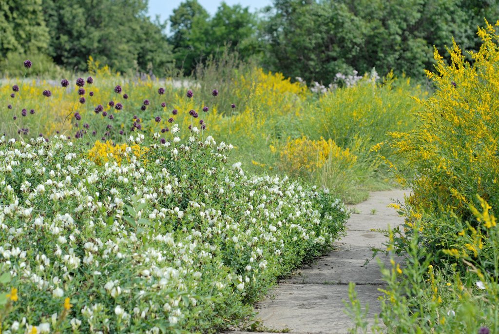 Колекція рослин Криворізького ботанічного саду стала національним надбанням України - рис. 2