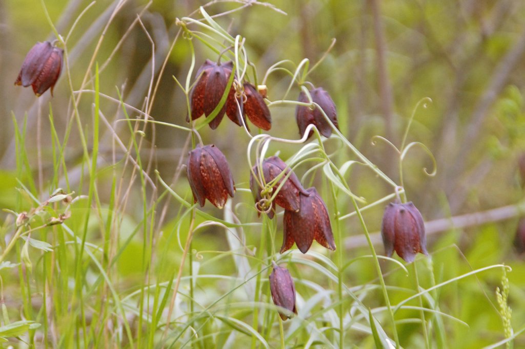Коллекция растений Криворожского ботанического сада стала национальным достоянием Украины - рис. 3