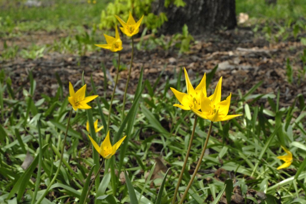 Коллекция растений Криворожского ботанического сада стала национальным достоянием Украины - рис. 4