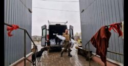 Волонтеры из Норвегии привезли в никопольский приют для собак корма и медикаменты - рис. 10