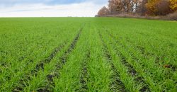 На Дніпропетровщині вже засіяли 75% полів, відведених під озимі зернові (Фото) - рис. 4