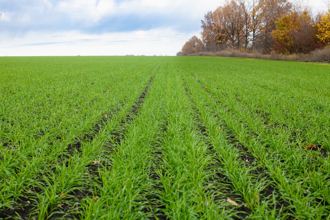 На Днепропетровщине уже засеяли 75% полей, отведенных под озимые зерновые  (Фото) — Сайт телеканалу Відкритий