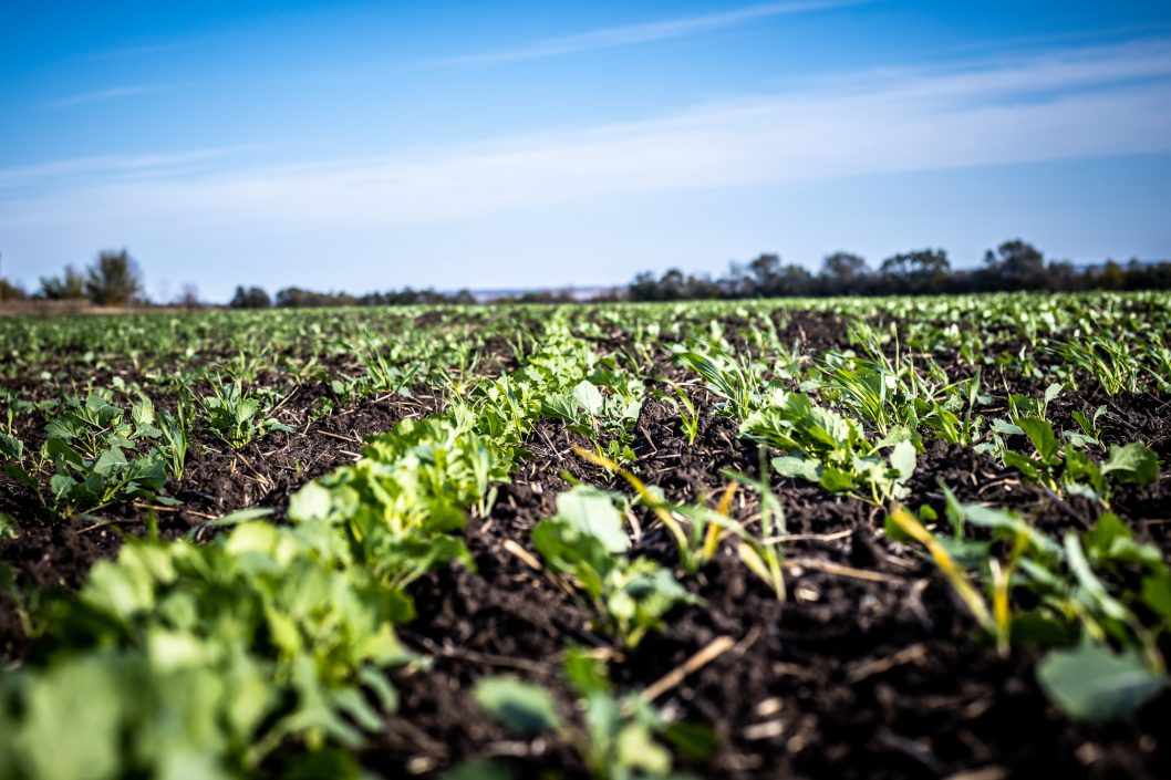 На Дніпропетровщині вже засіяли 75% полів, відведених під озимі зернові (Фото) - рис. 8