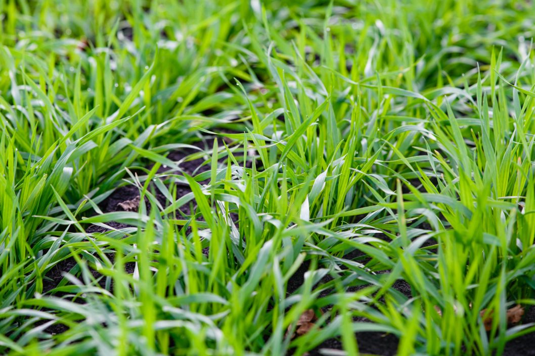 На Днепропетровщине уже засеяли 75% полей, отведенных под озимые зерновые (Фото) - рис. 3