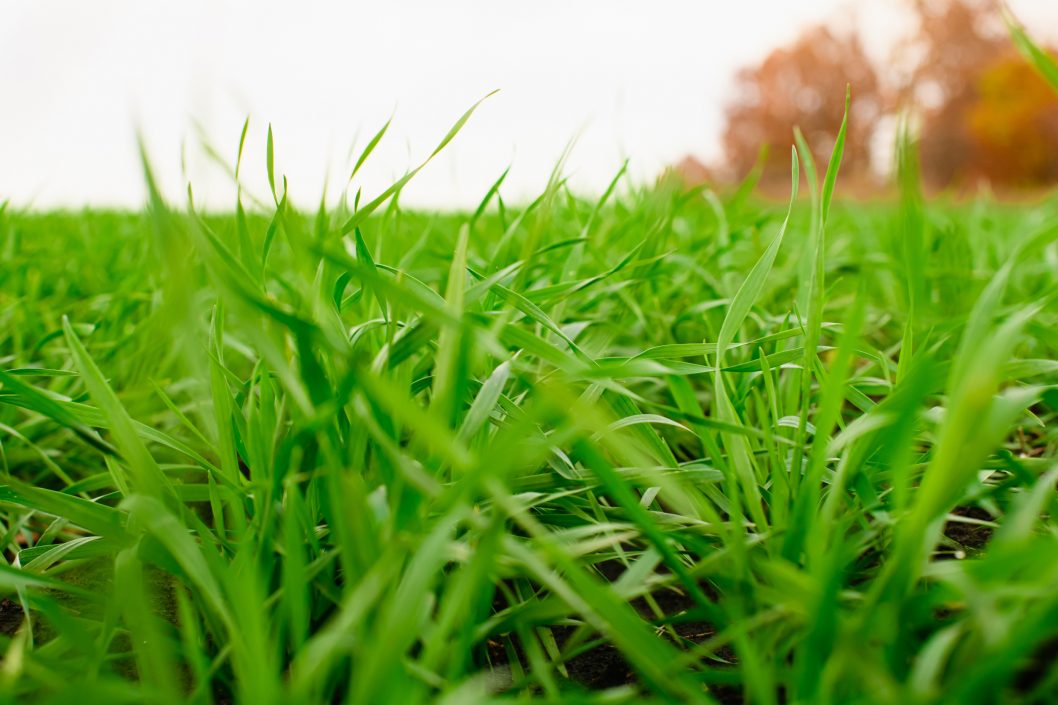 На Днепропетровщине уже засеяли 75% полей, отведенных под озимые зерновые (Фото) - рис. 7